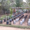 ‘Haritha Deyak’ National Home Gardening Program